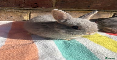 Netherland Dwarf rabbits - Advert 15
