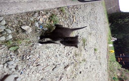 Mixed Breed cats for sale: Three black/white kittens need new home - Image 8