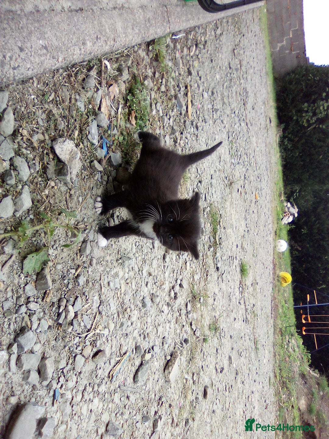Mixed Breed cats for sale: Three black/white kittens need new home - Image 8
