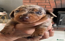 Miniature Dachshund dogs for sale: Smooth Coat Mini Dachshund - Image 7