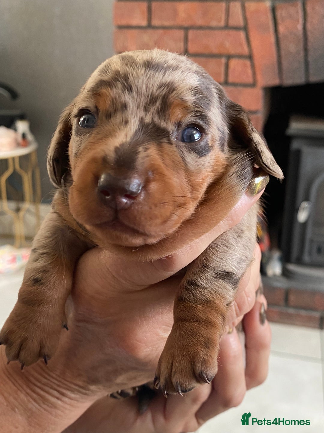 Miniature Dachshund dogs for sale: Smooth Coat Mini Dachshund - Image 7