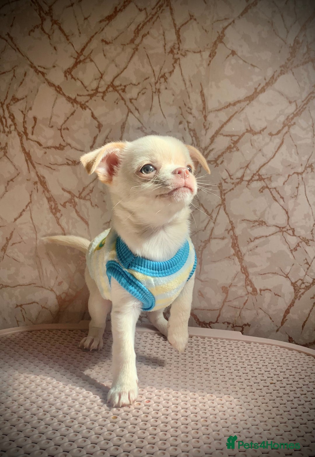 Chihuahua dogs for stud: My handsome boy for stud russian import in Durham - Advert 16