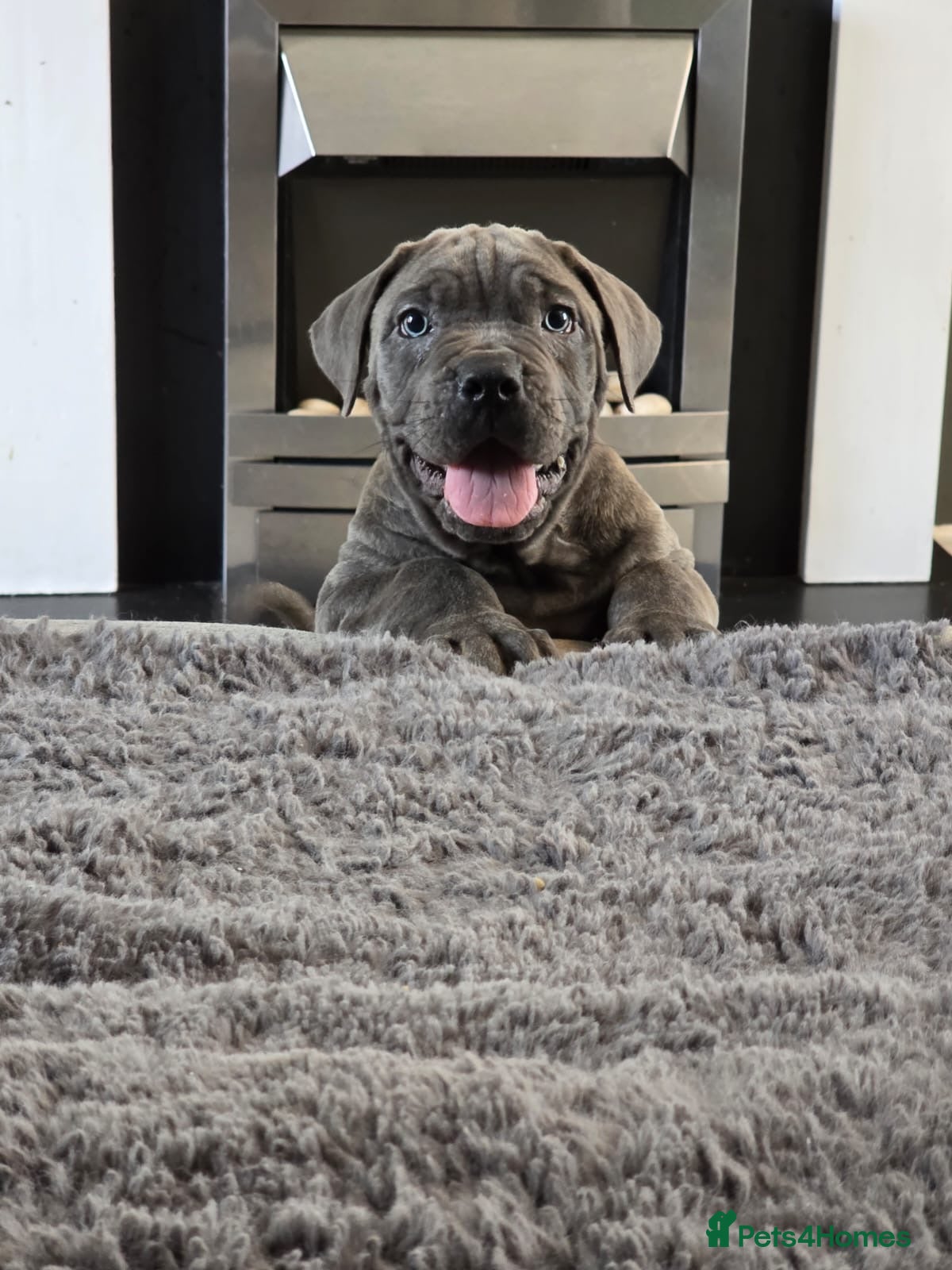 Cane Corso dogs Champion Bloodline (X-man) Cane Corso Puppies - Advert 2