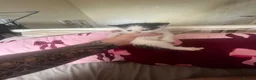 Mixed Breed cats for sale: Two male kittens for sale  - Advert 2