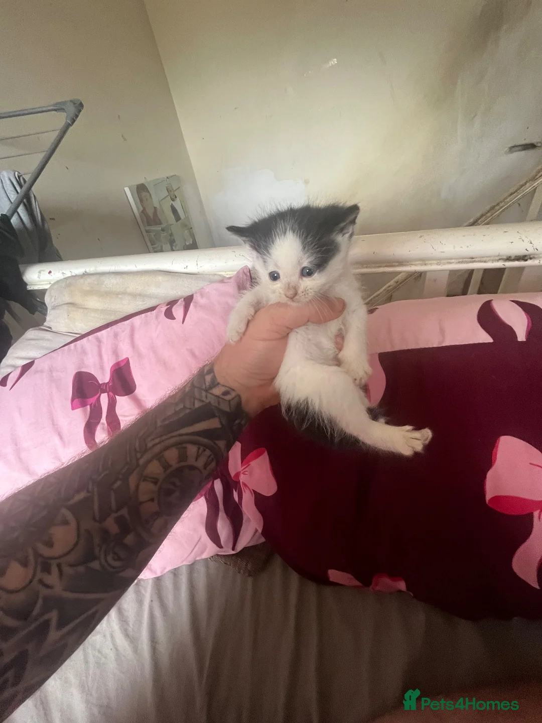 Mixed Breed cats for sale: Two male kittens for sale  - Advert 2