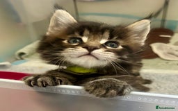 Maine Coon cats for sale: GCCF reg Maine Coon Kittens Stunning Tabby litter - Image 6