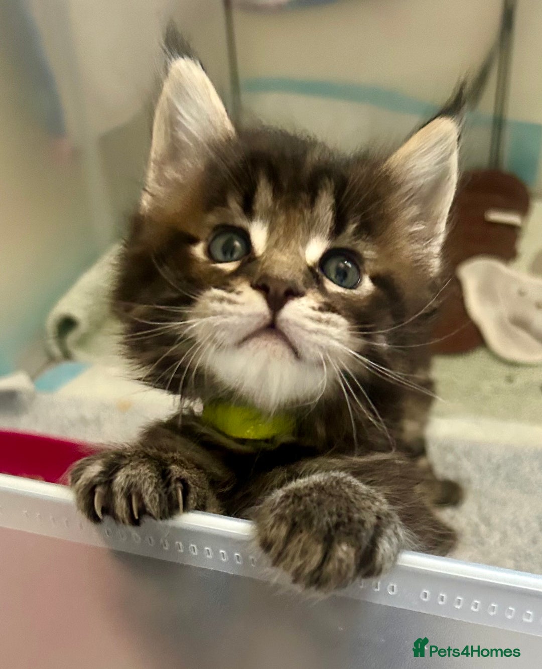 Maine Coon cats for sale: GCCF reg Maine Coon Kittens Stunning Tabby litter - Image 6