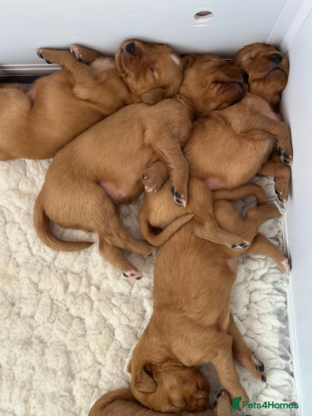 Golden Retriever dogs for sale: KC Health Tested Dark Working Golden Retrievers - Advert 3