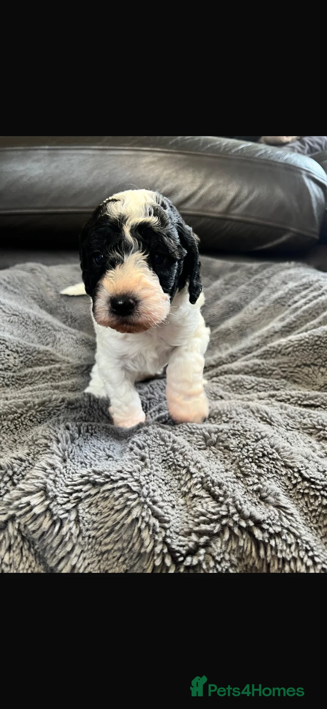 Cavapoo dogs for sale: Stunning litter Cavapoo pups  in Hereford - Advert 7