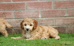 Cockapoo dogs for sale: Beautiful Cockapoo puppies for sale - Image 36