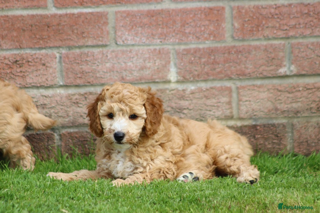 Cockapoo dogs for sale: Beautiful Cockapoo puppies for sale - Image 36