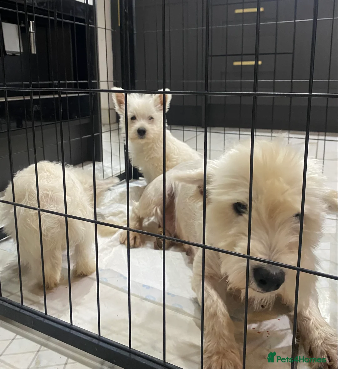 West Highland Terrier dogs for sale: West highland terrier  - Advert 12