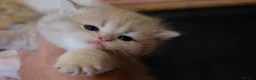 British Shorthair cats for sale: Pedigree BSH golden kitten TICA registered - Advert 3