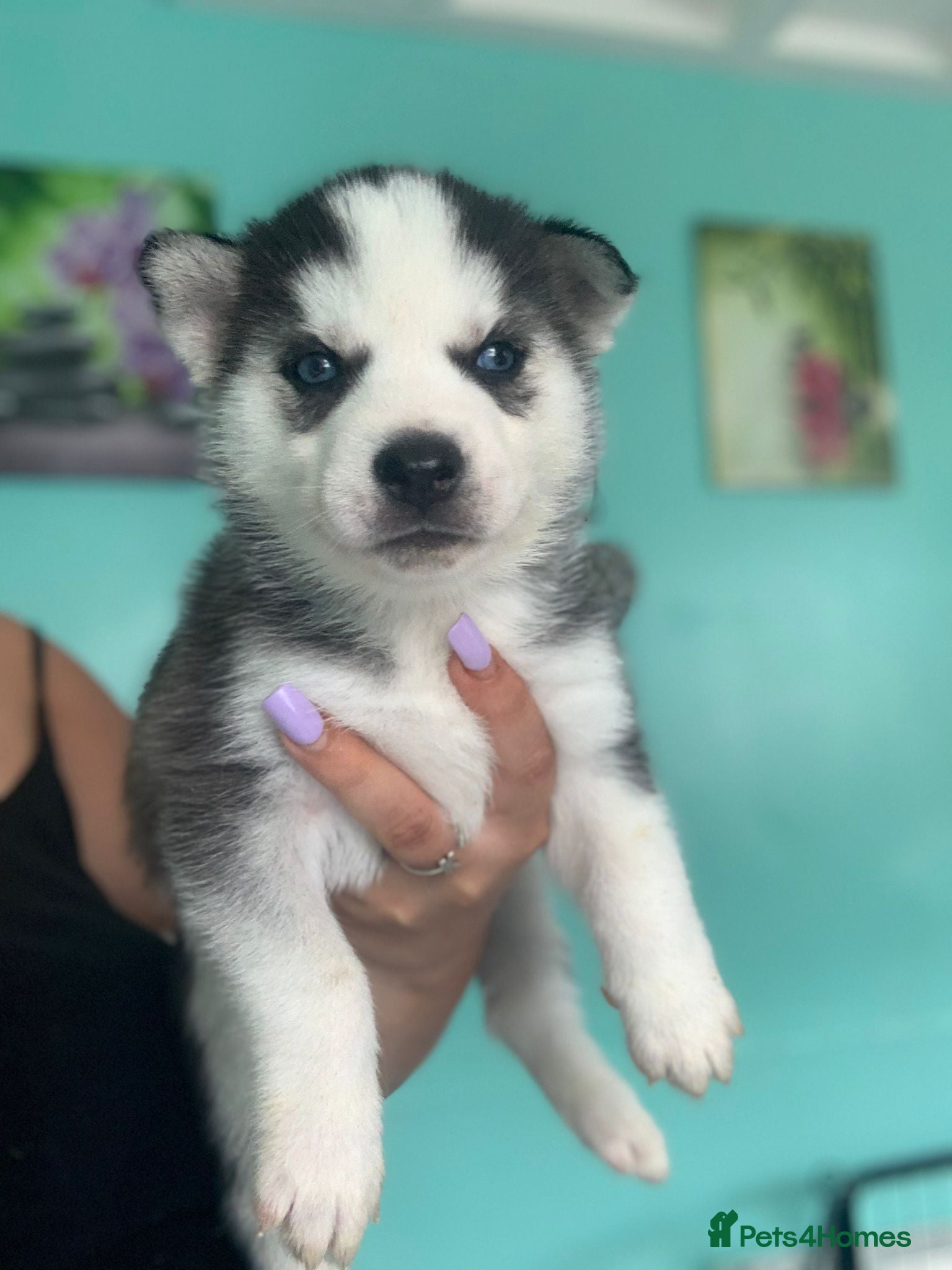 Siberian Husky dogs Only 2 girls left out of a litter of 7  - Advert 9
