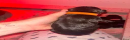 Mixed Breed dogs for sale: Staffador puppies  - Advert 12