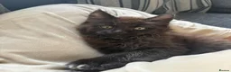 Maine Coon cats for sale: Beautiful male black maine Coon kitten - Advert 4