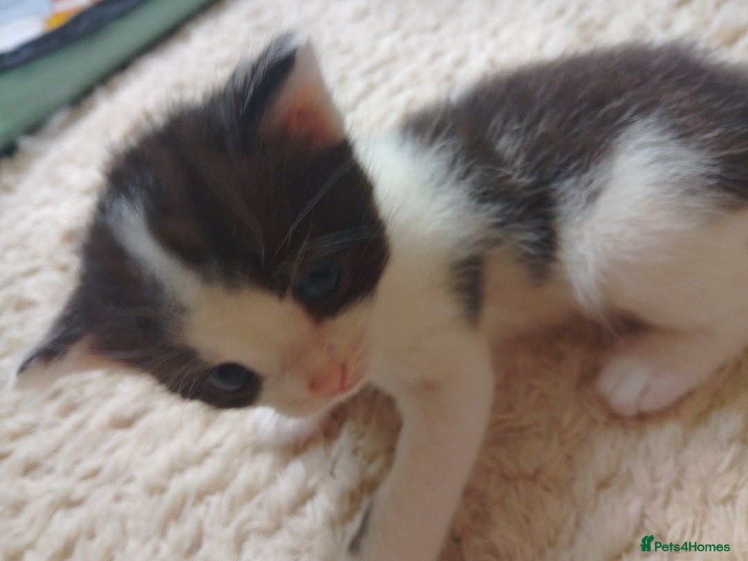 Ragdoll cats for sale: Ragdoll cross kittens x 5 - Image 10