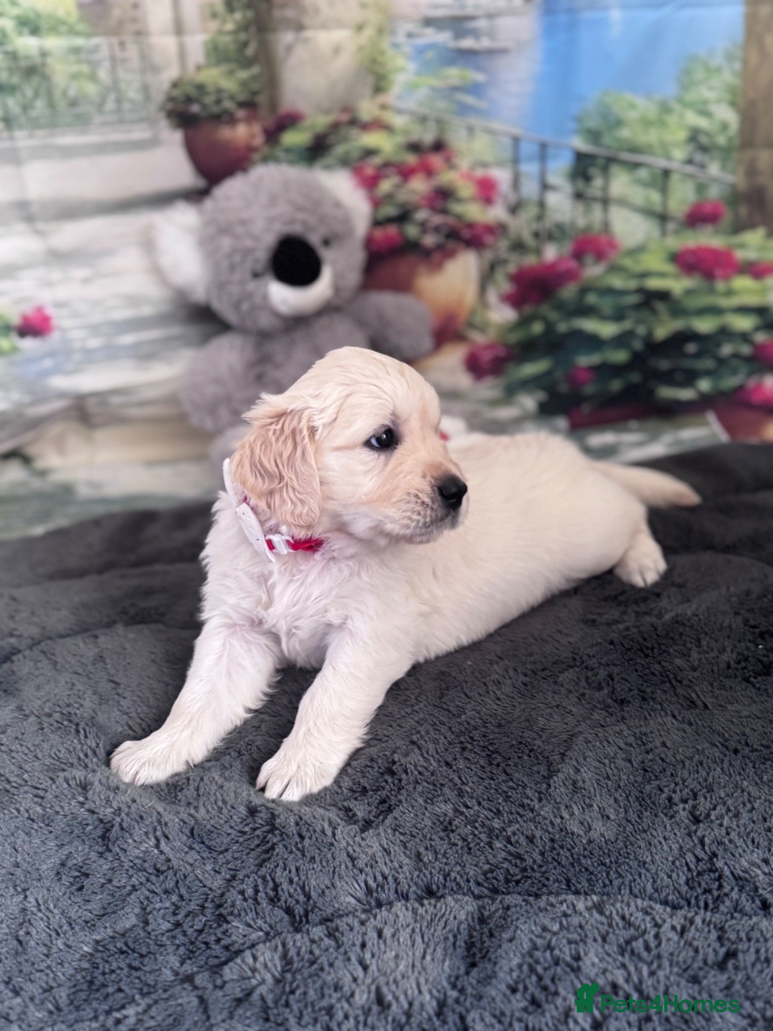 Golden Retriever dogs Beautiful Golden Retriever puppies - Advert 18