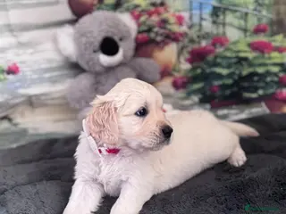Golden Retriever dogs Beautiful Golden Retriever puppies - Advert 18