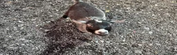 Goats livestock for sale: 2 small Pygmy goat’s mother/daughter  in Burnley - Advert 4