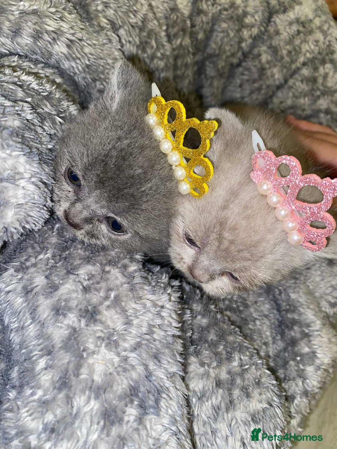 Scottish Fold cats for sale: Beautiful Scottish Fold Kittens🫶🏼😍 - Advert 5