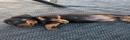 Dachshund dogs for sale: Dachshund  - Advert 15