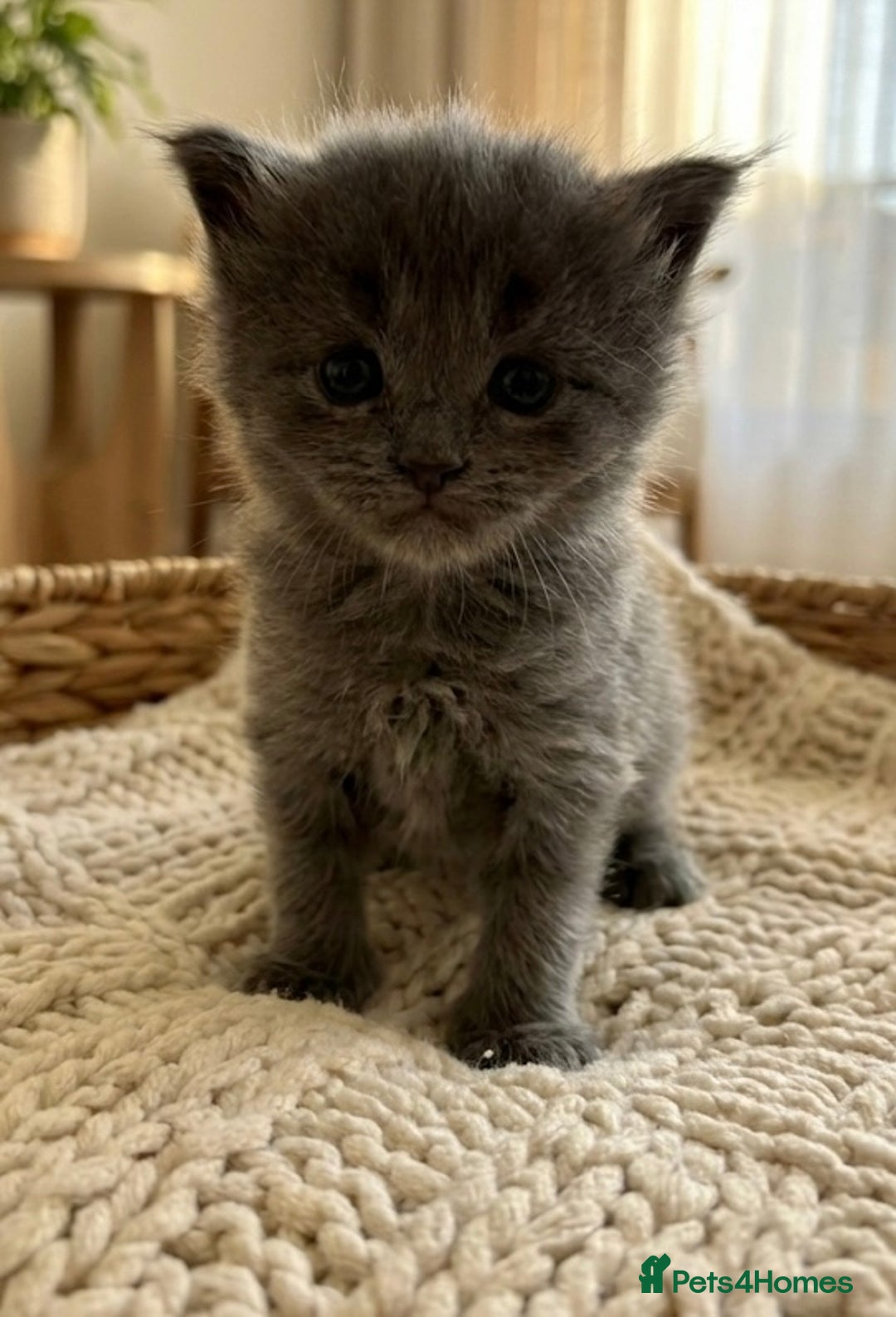 Maine Coon cats for sale: Stunning Maine Coon Kittens for sale - Advert 3