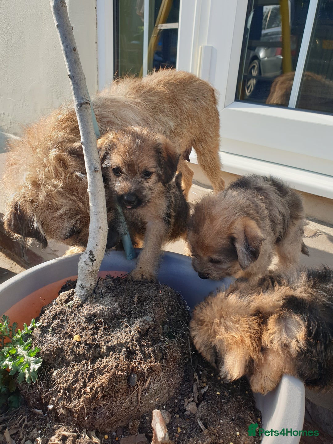 Mixed Breed dogs for sale: Border Terrier x miniature Poodle  - Image 30