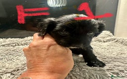 Mixed Breed dogs for sale: Cocker Spaniel x Cavapoo puppies available  - Image 4