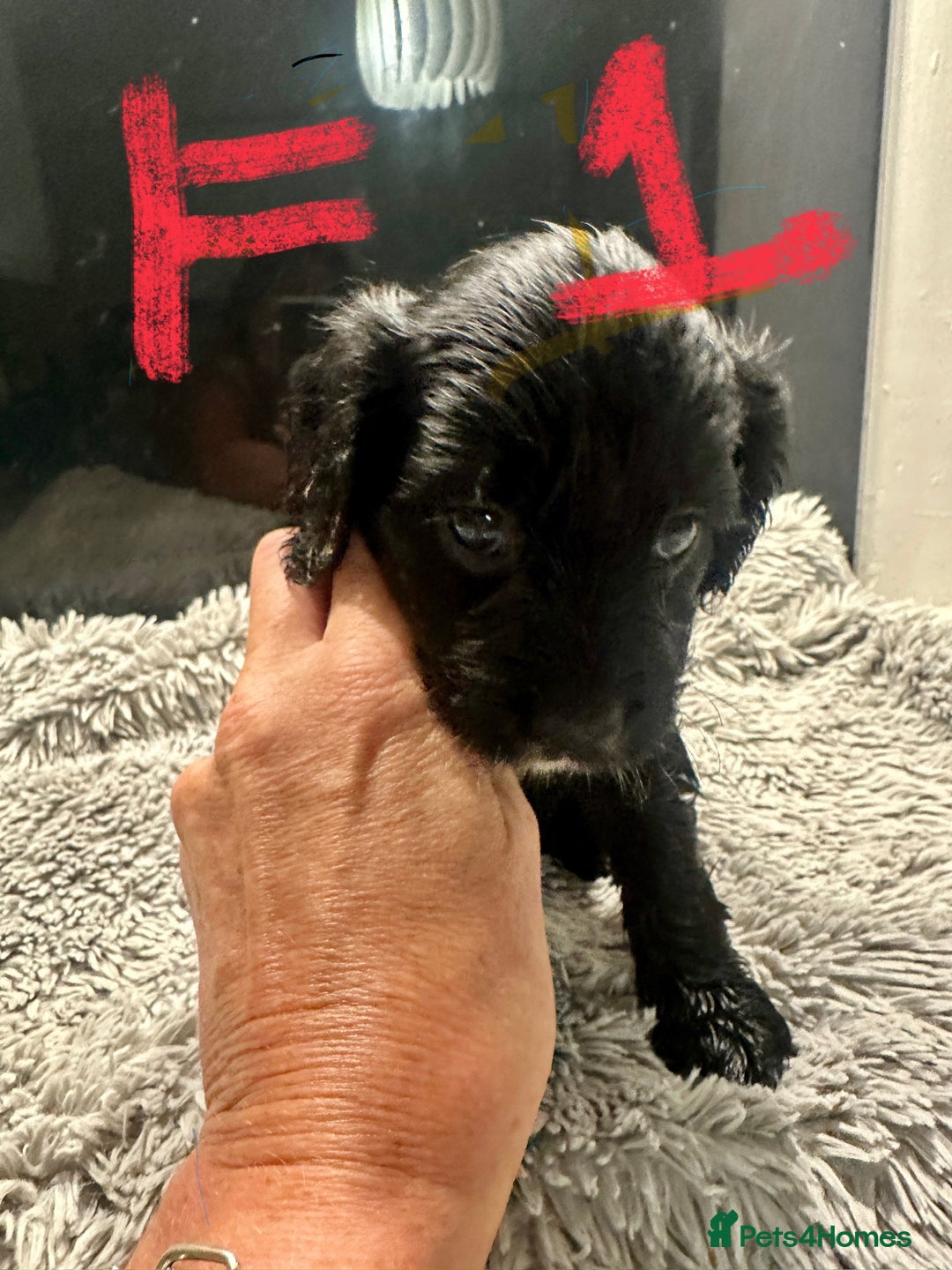 Mixed Breed dogs for sale: Cocker Spaniel x Cavapoo puppies available  - Image 4