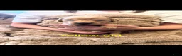Golden Retriever dogs for sale: Golden retriever puppies  - Advert 8