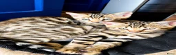 Bengal cats for sale: Beautiful Bengal Kittens for sale.  - Advert 2