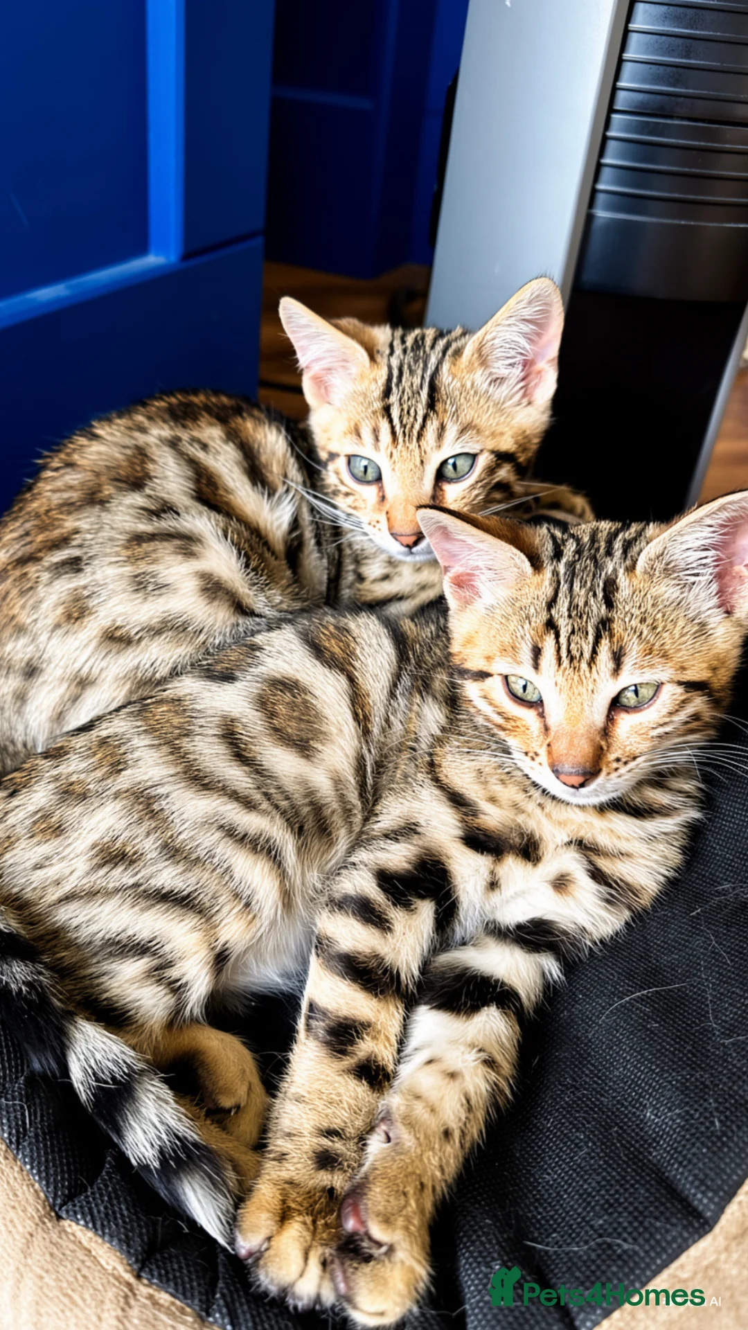 Bengal cats for sale: Beautiful Bengal Kittens for sale.  - Advert 2