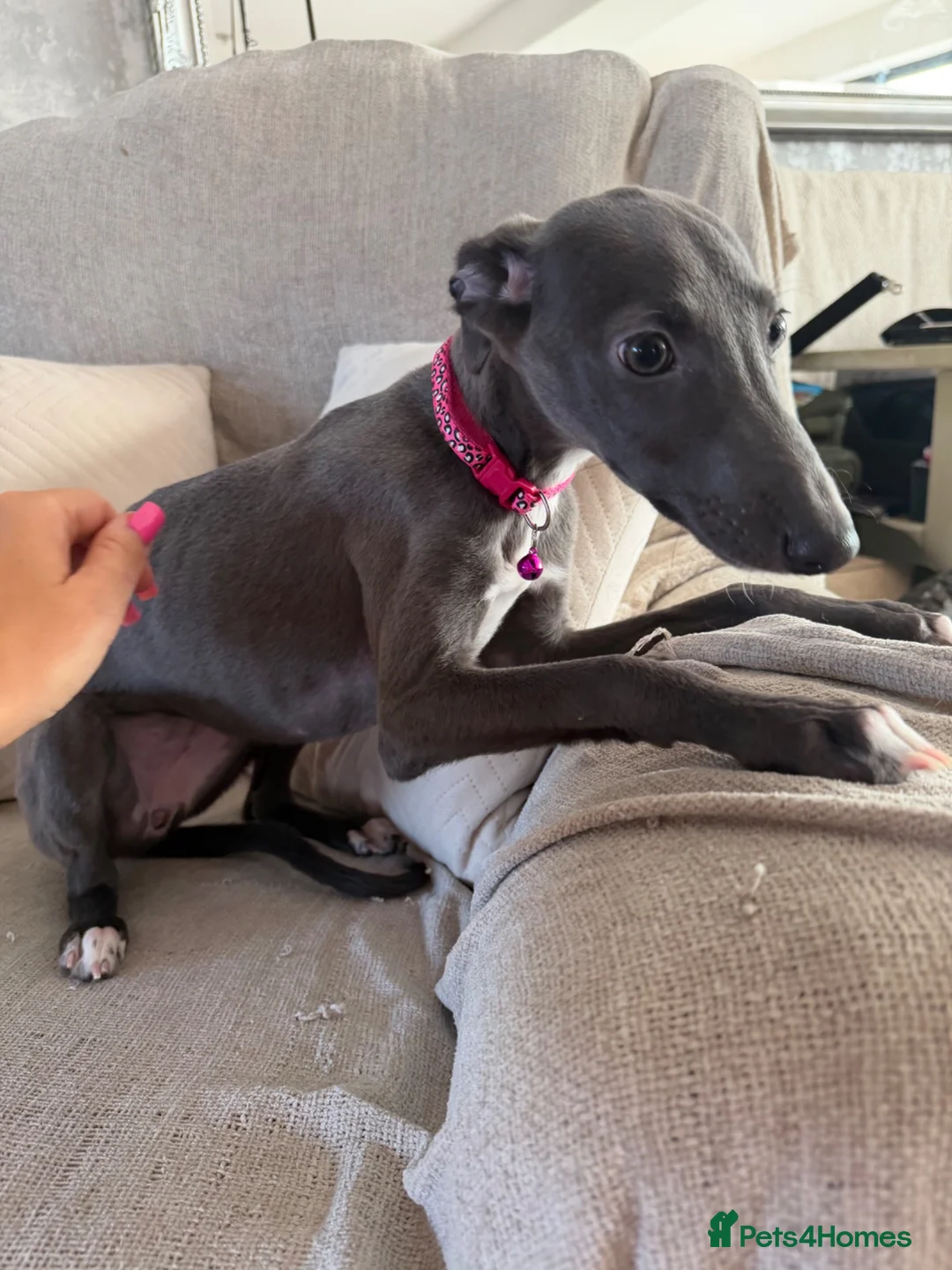 Whippet dogs for sale: Kennel club registered female puppy  - Advert 9