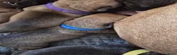 Mixed Breed dogs for sale: Cancorso cross mastiff x rottweiler pups for sale in Battle - Advert 29