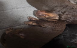 Miniature Dachshund dogs for sale: Long haired miniature dachshunds  - Advert 5