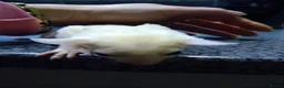 Sugar Glider rodents for sale: Adorable sugar gliders  - Advert 12