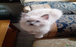 Ragdoll cats for sale: Original purebred Ragdoll kittens.Girl and boy. - Image 5