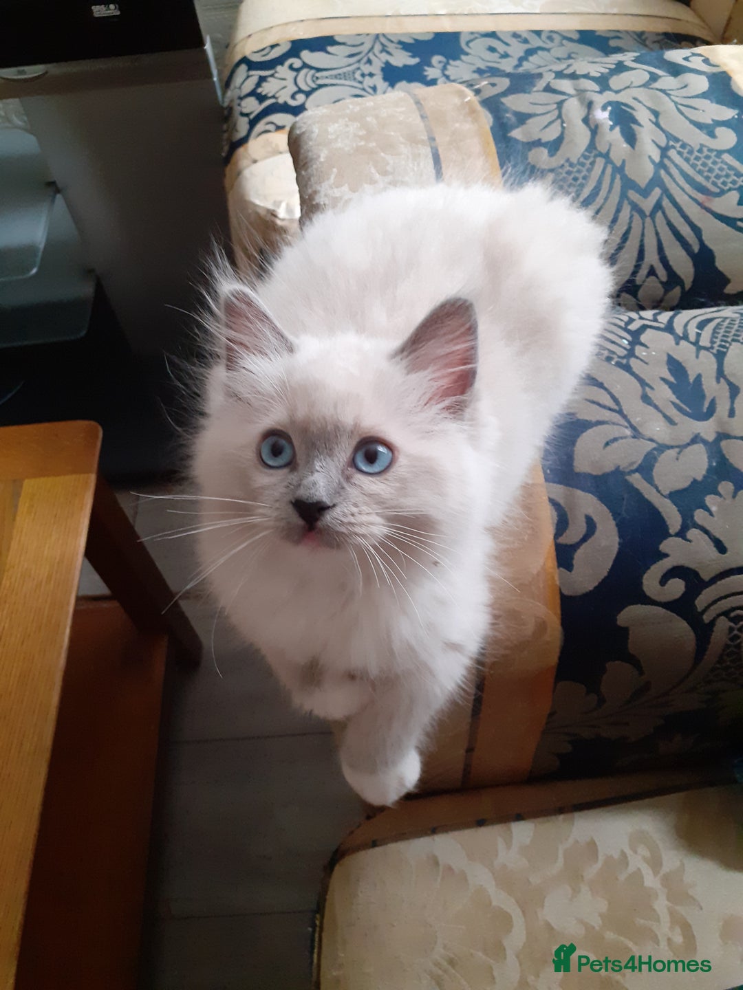 Ragdoll cats for sale: Original purebred Ragdoll kittens.Girl and boy. - Image 5