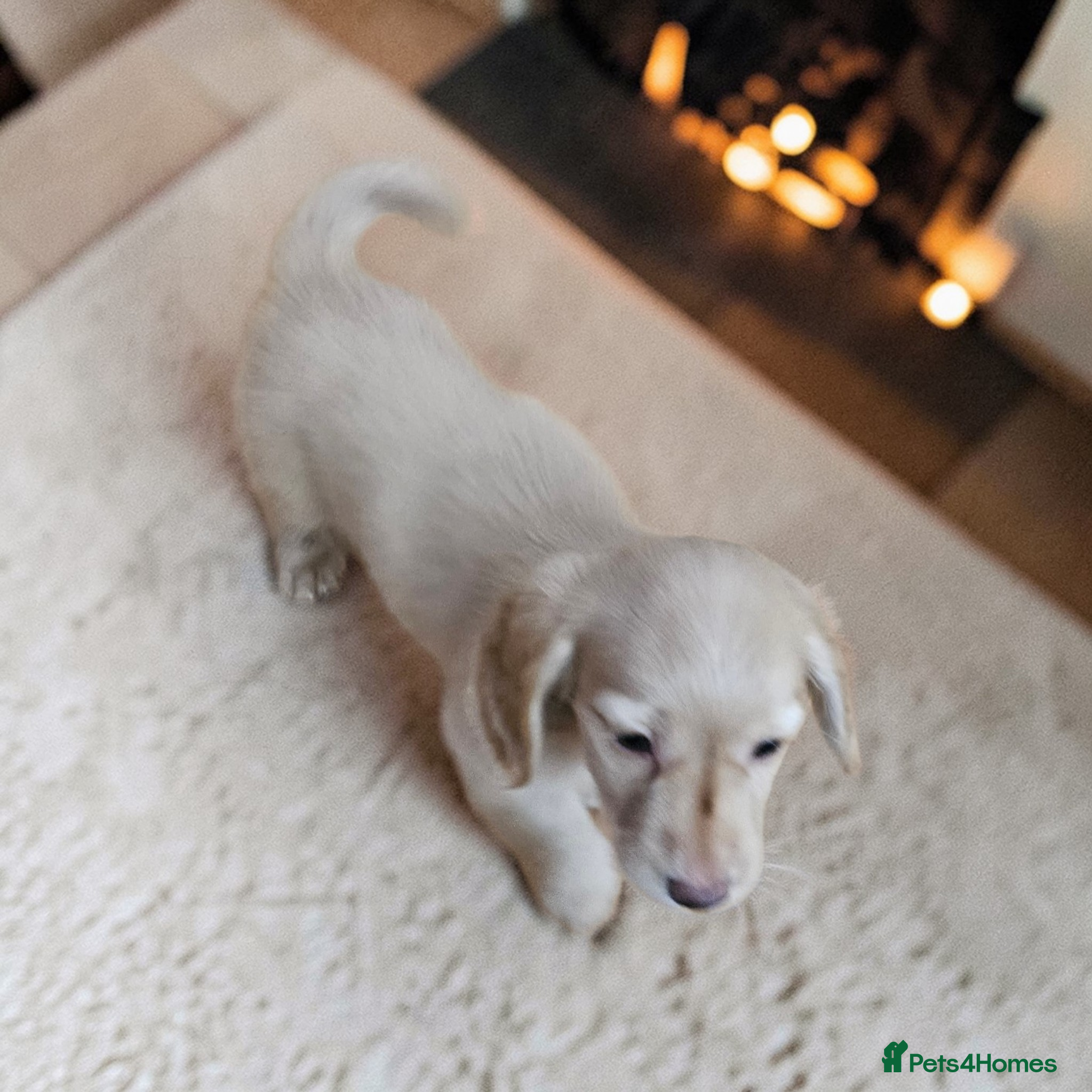 Miniature Dachshund dogs  🔥 🔥 stunning cream girl available 🔥 🔥  - Advert 13