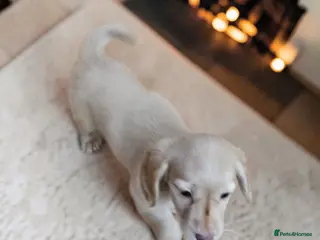 Miniature Dachshund dogs 🔥 🔥 stunning cream girl available 🔥 🔥 - Advert 13