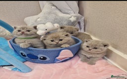 British Shorthair cats for stud: Amasing British Shorthair Lilac for stud - Image 21