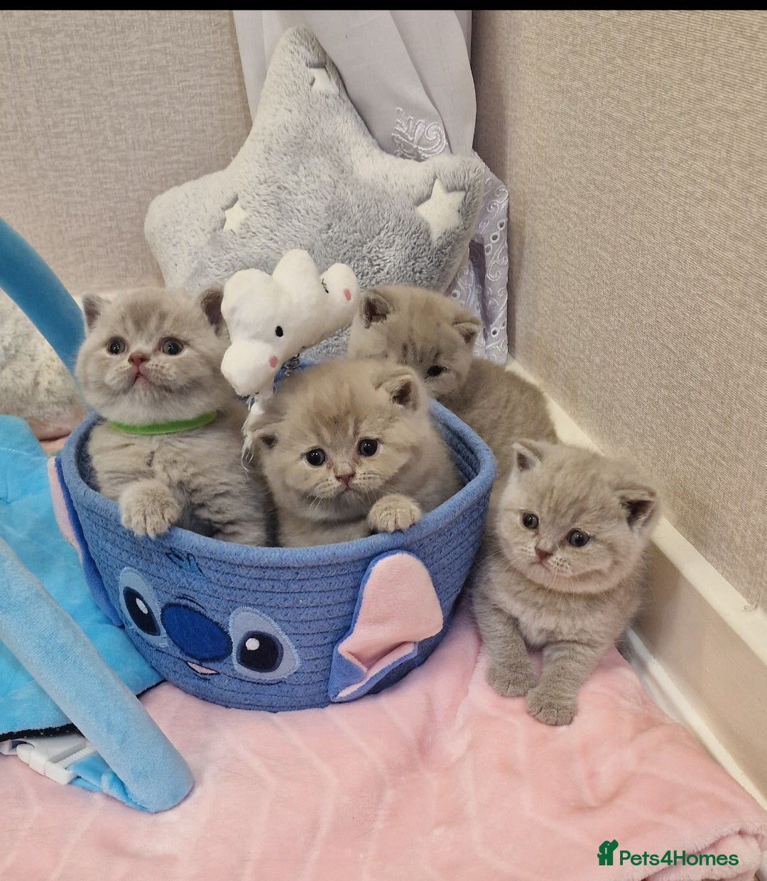 British Shorthair cats for stud: Amasing British Shorthair Lilac for stud - Image 21