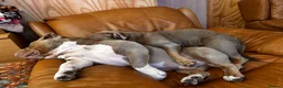 American Bulldog dogs for sale: Two sweethearts looking for a friend for life! - Advert 1