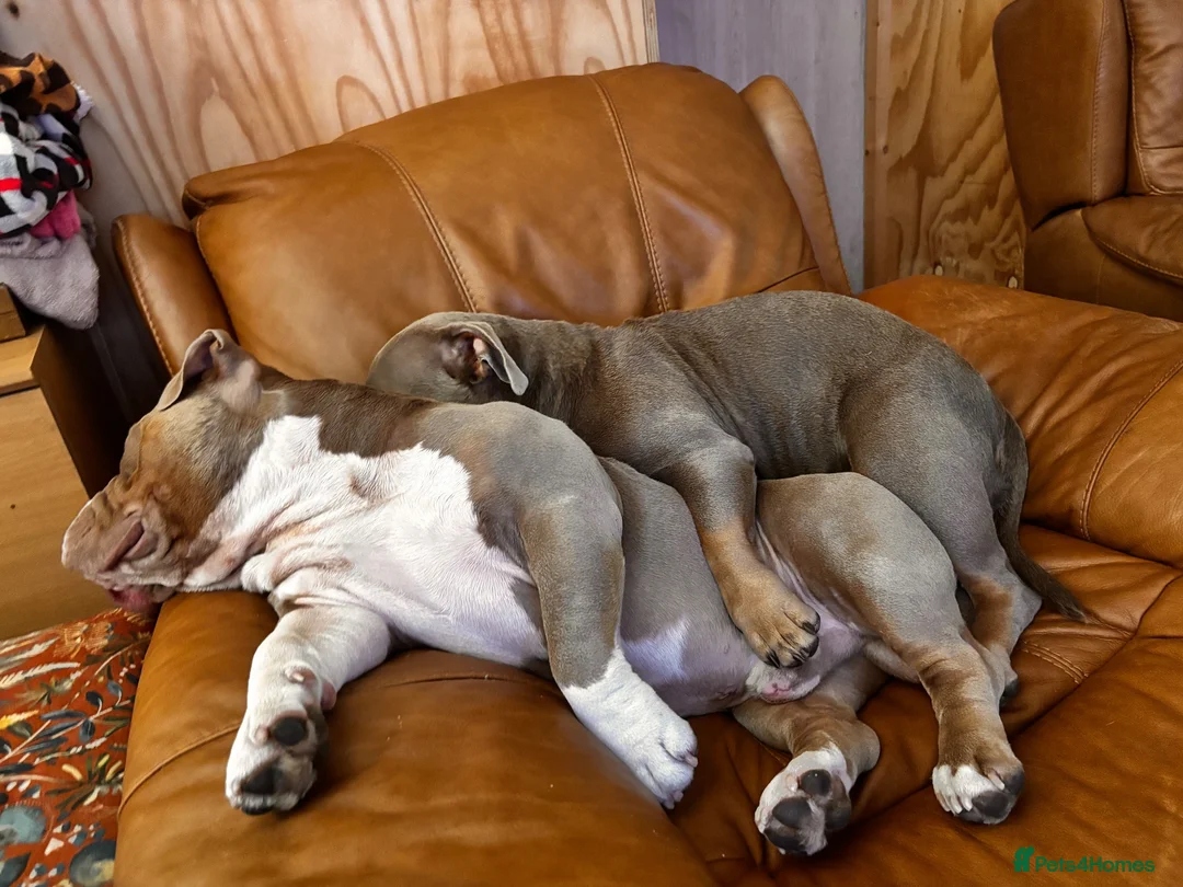 American Bulldog dogs for sale: Two sweethearts looking for a friend for life! - Advert 1