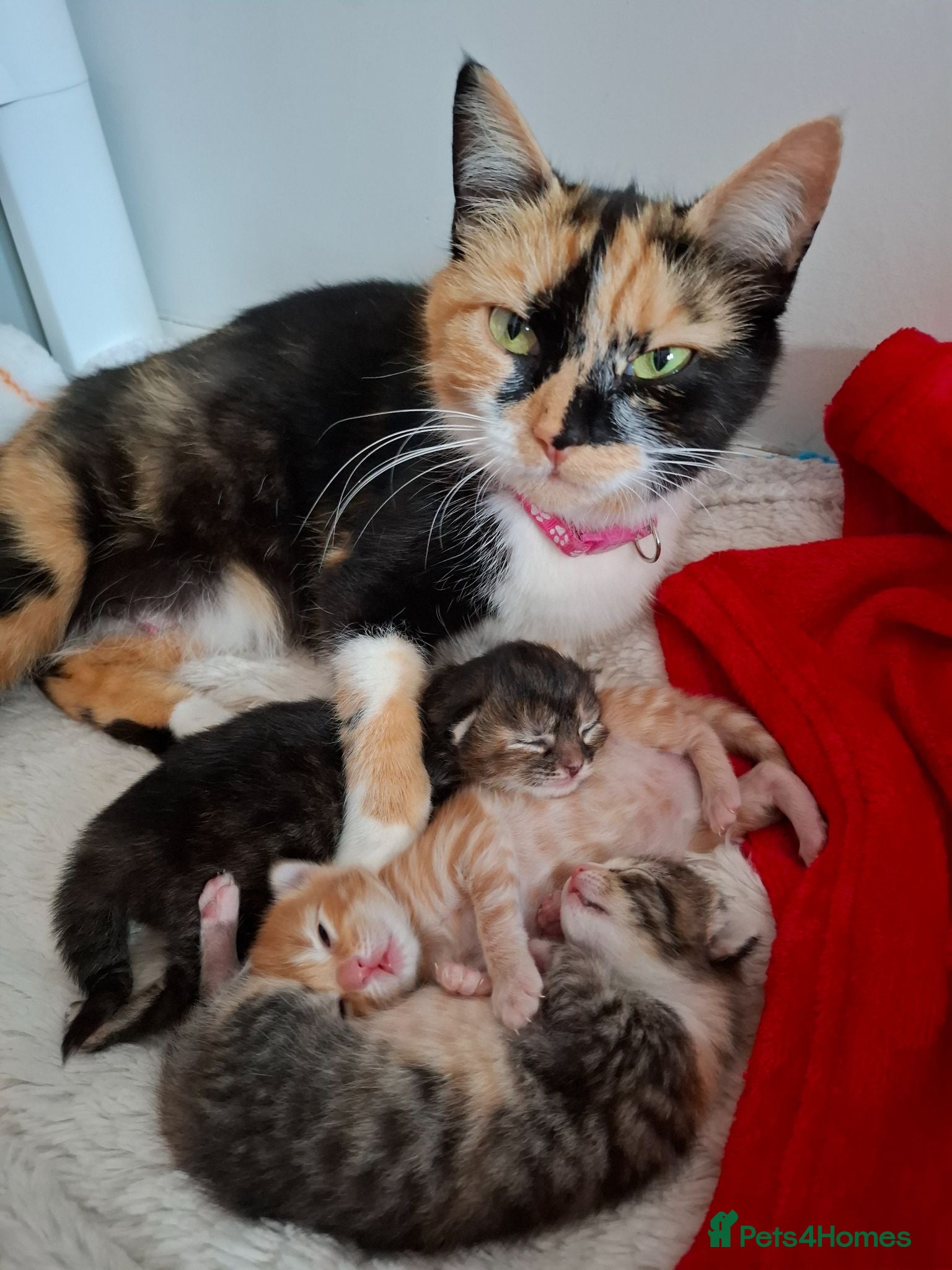 Mixed Breed cats 2 female kittens  - Advert 1