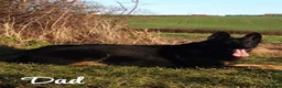 German Shepherd dogs for sale: German Shepherd Puppy’s in Barnsley - Advert 2