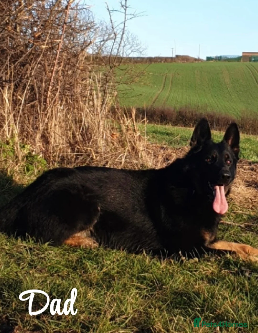 German Shepherd dogs for sale: German Shepherd Puppy’s in Barnsley - Advert 2