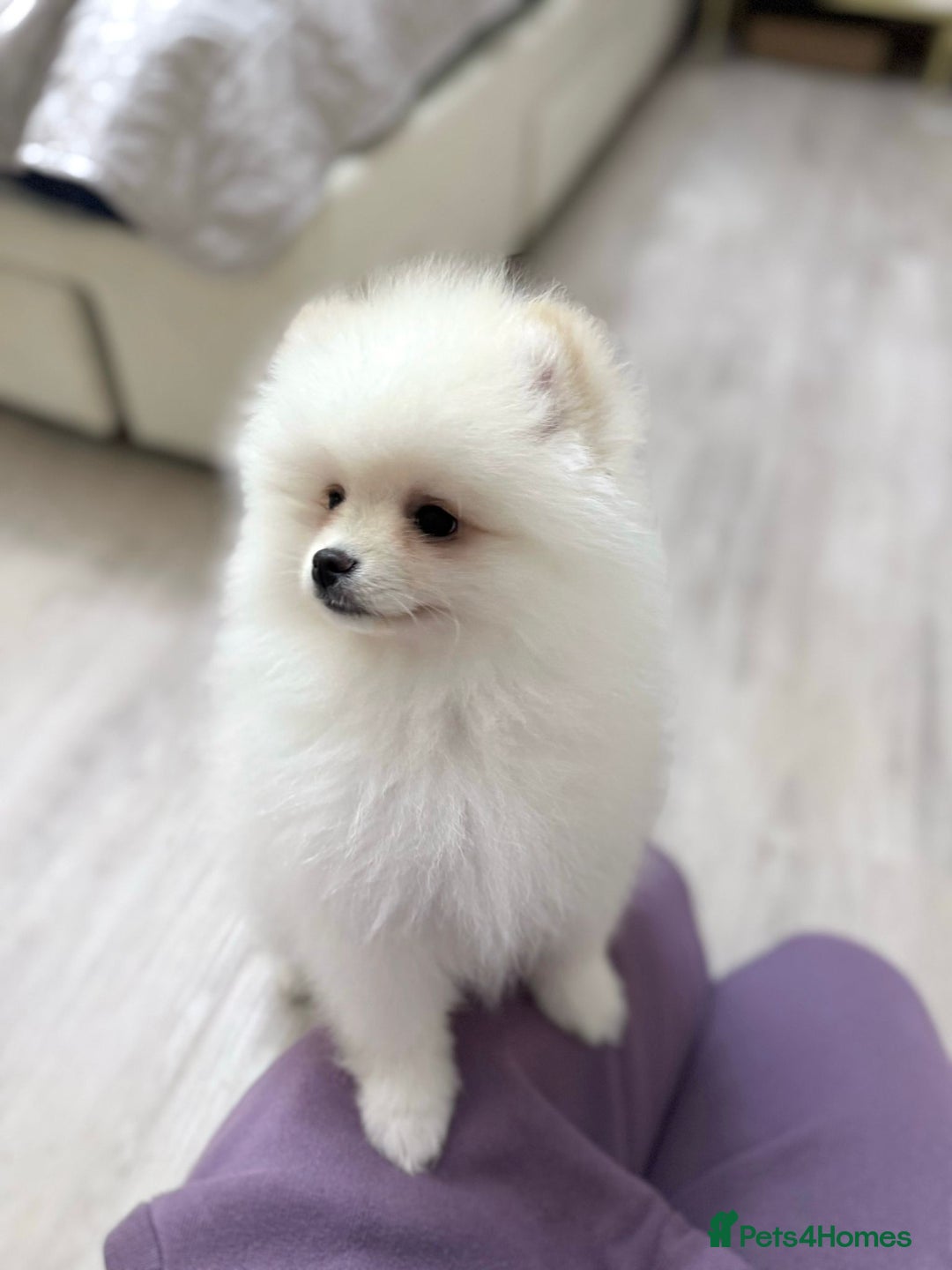 Pomeranian dogs for sale: Pomeranian boy for sale  - Image 4