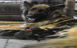 German Shepherd dogs for sale: KC registered 5 generation long coated GSD puppies - Image 4